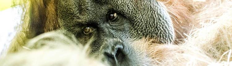 Orangutan Outreach, Great Apes Conservation, Borneo, Sumatra, 2015/16